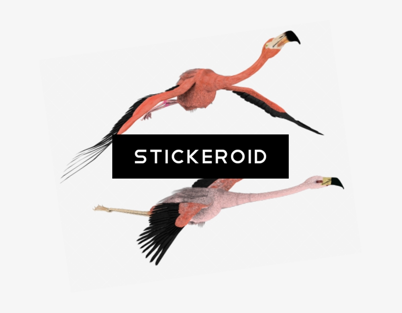 Flamingo - Hesperornis, transparent png #5441805