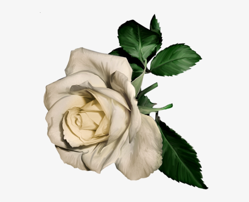 White Rose Painting Png - Free Transparent PNG Download - PNGkey