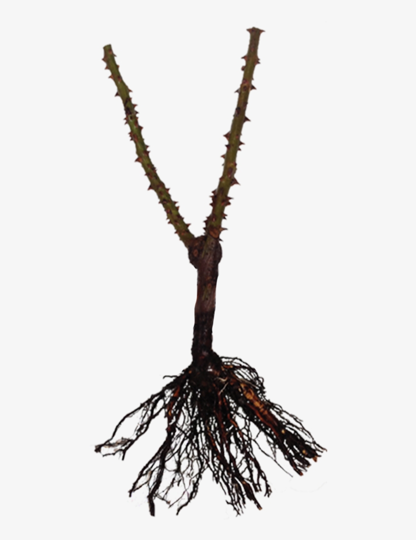 Bare Rooted Rose - Pond Pine, transparent png #5445340