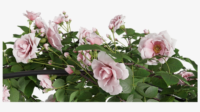 Climbing Rose Arc Bush - Garden Roses, transparent png #5445581