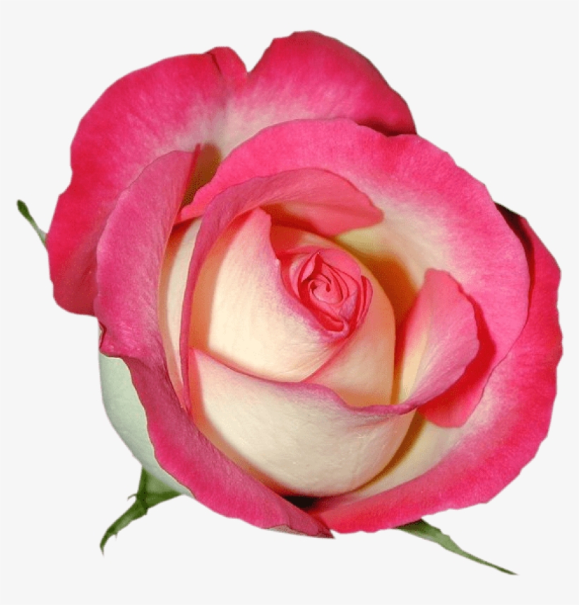 Free Png Pink Rose Png Images Transparent - Floribunda, transparent png #5447541