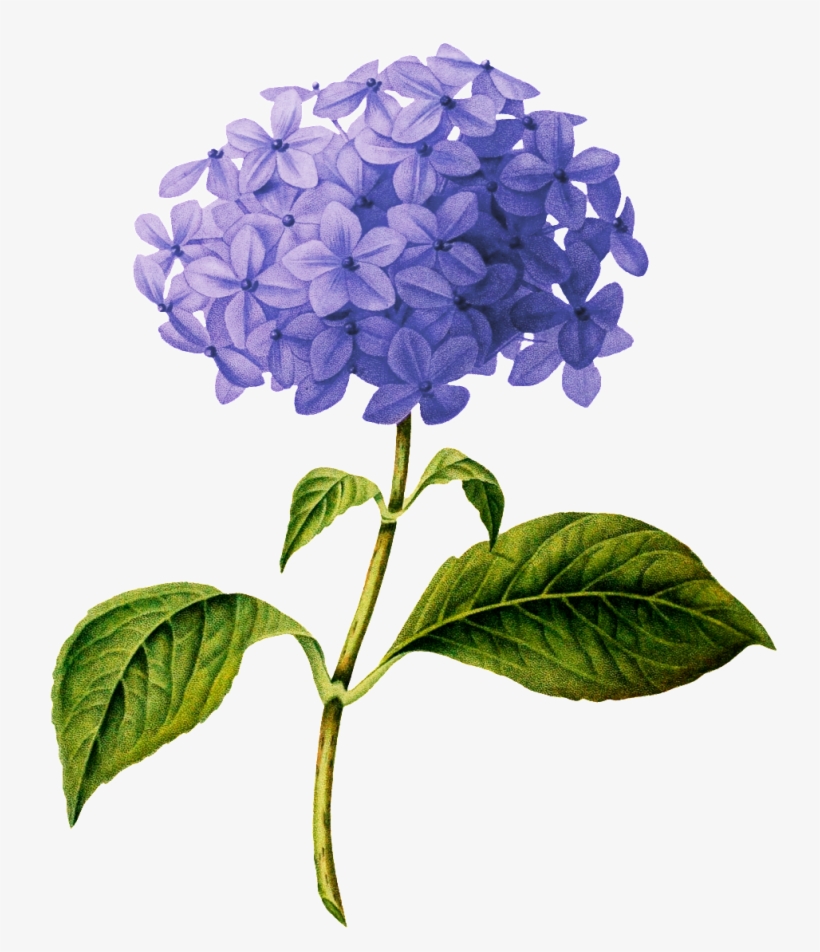 Beautiful Purple Flower Transparent - Hydrangea Botanical Drawing, transparent png #5447877