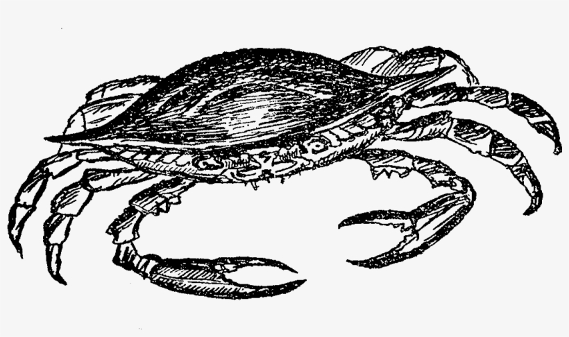 The Second Digital Sealife Clip Art Of A Crab Shows - Illustration, transparent png #5450342