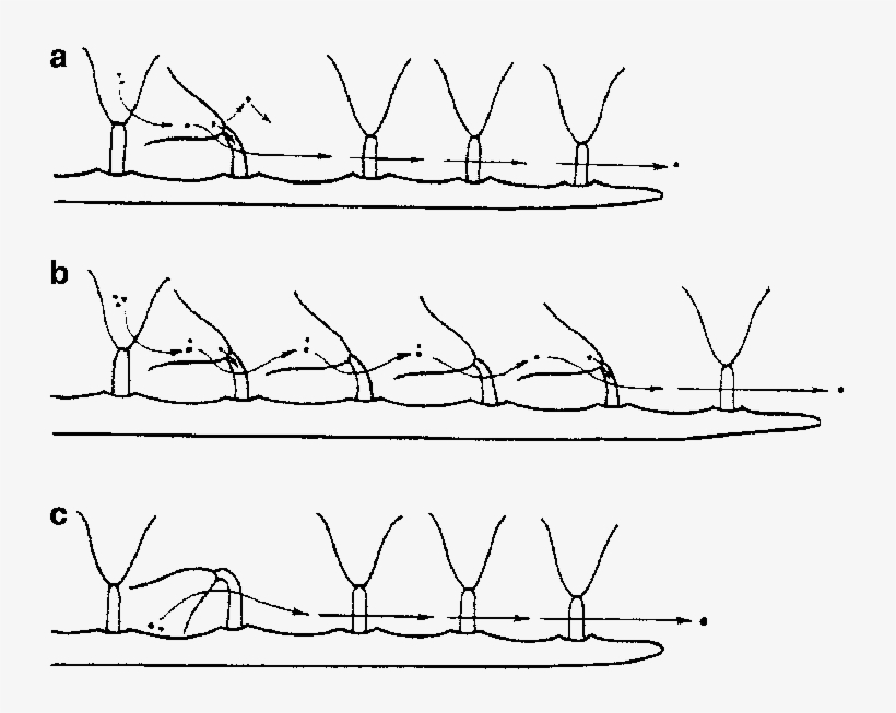 A Feeding Polypide Inclined Towards The Base Of The - Cribrilina Punctata, transparent png #5450841