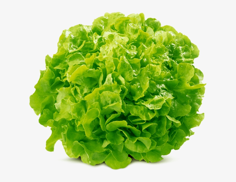 Oak Leaf Green Von Elo, transparent png #5453644