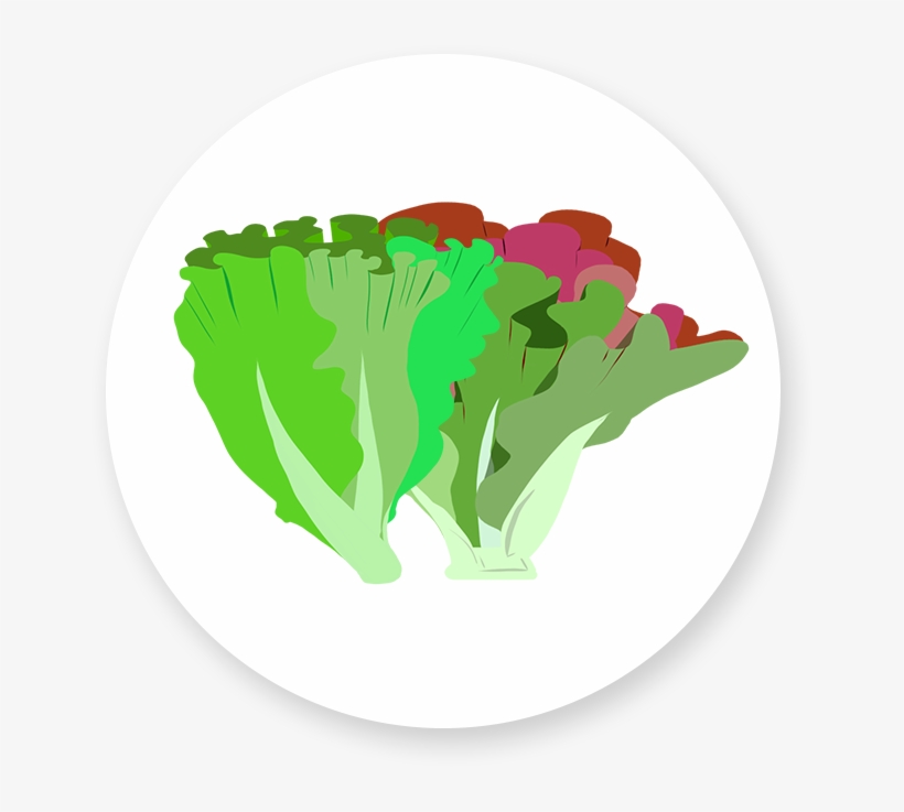 Green Leaf And Red Leaf Lettuce, transparent png #5453953