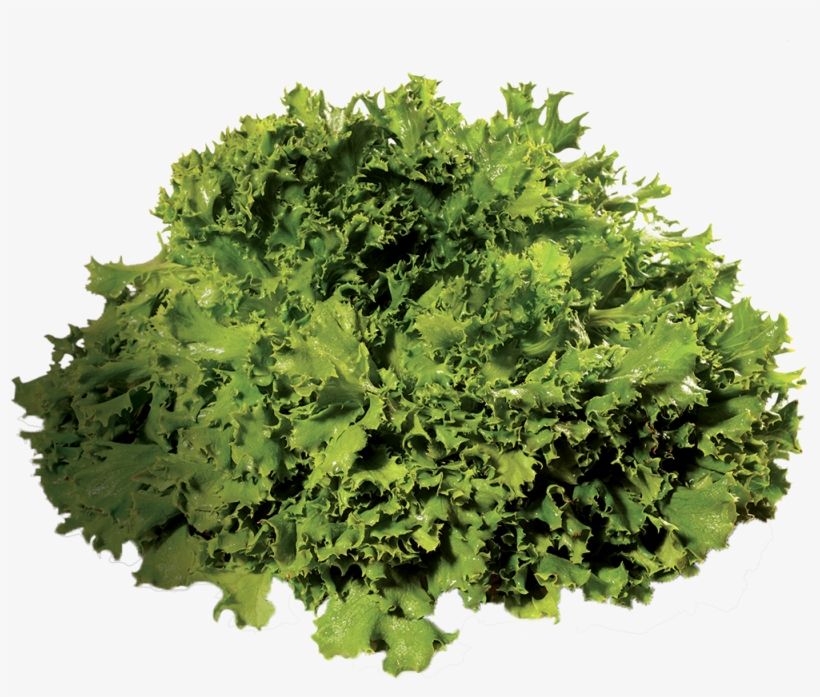 Salade Rouge Salade Frisée Laitue - Plants, transparent png #5454060