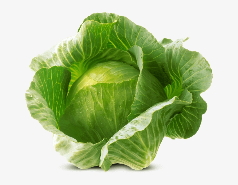 White Cabbage Von Elo - Png Cabbage Png, transparent png #5454229
