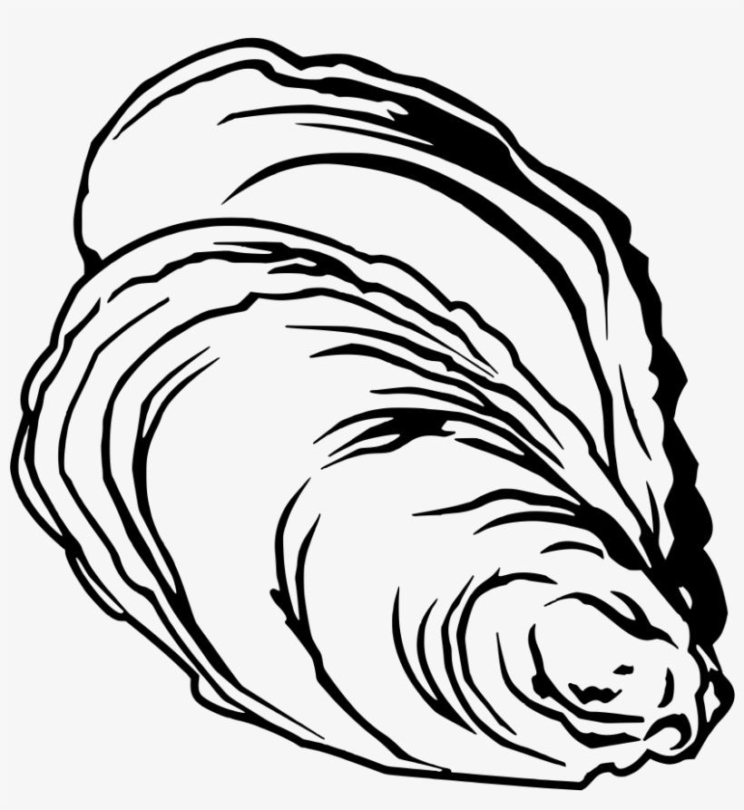 Jpg Freeuse Clam Clipart Pearl Drawing - Free Oyster Vector, transparent png #5456160