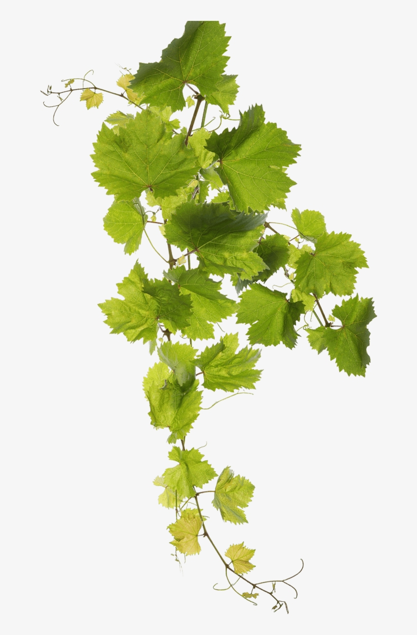 Retsina Malamatina - Grape Leaf Png, transparent png #5457845