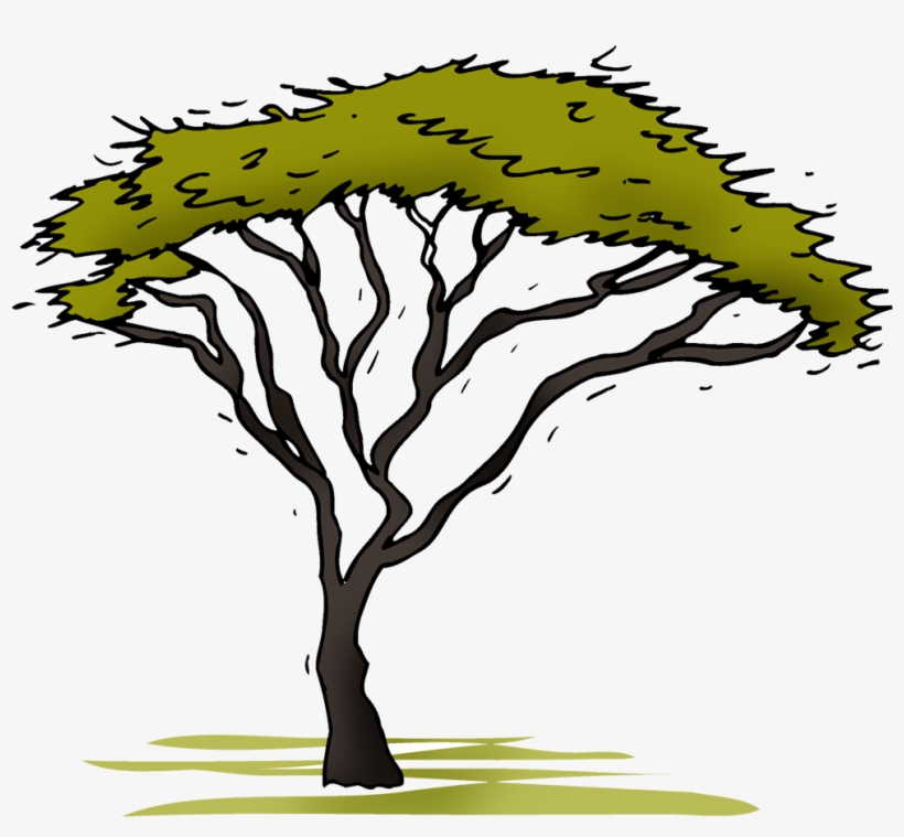 Acacia - Illustration, transparent png #5460149