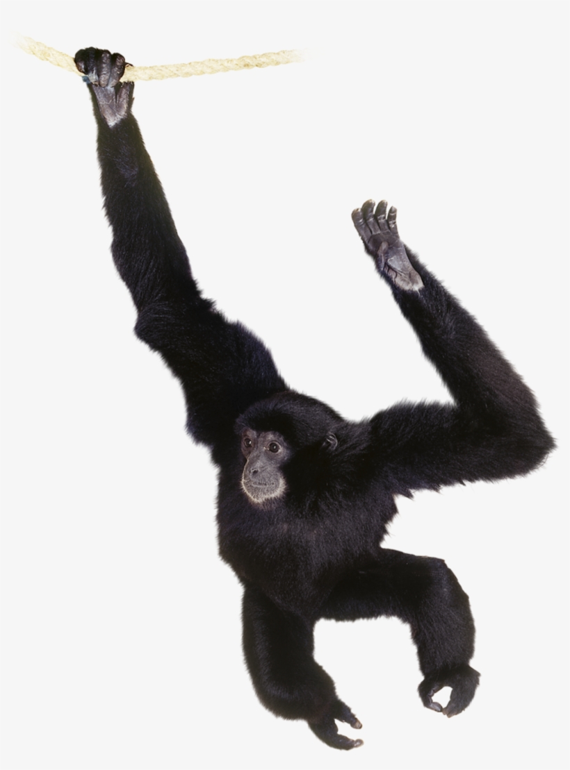 Chimpanzee Png - Siamang Clipart, transparent png #5462327