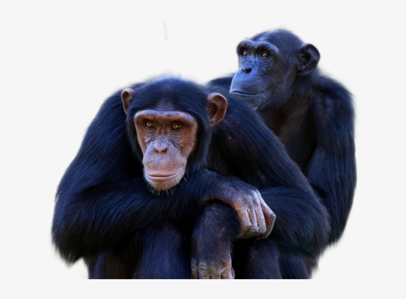 Chimpanzee Png Image - Chimpanzees Transparent, transparent png #5462403
