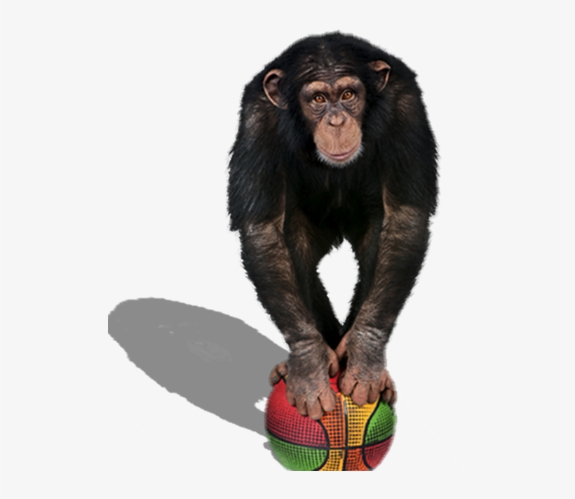 Grok The Monkey On The Mac App Store - Delusions Of Grandeur - Cd, transparent png #5462643