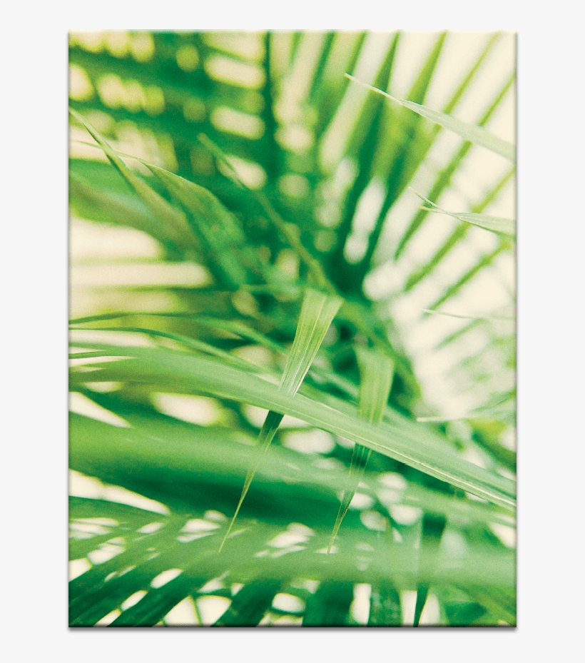 Warm Fern - Cosmetics, transparent png #5463064