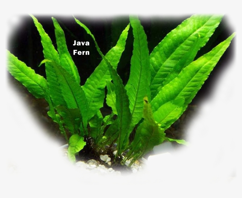 Aquatic Plant Java Fern - Microsorum Pteropus - Free Transparent PNG ...