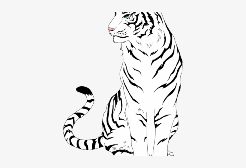 Drawn White Tiger Full Body - Draw A Tiger Sitting Down, transparent png #5464468