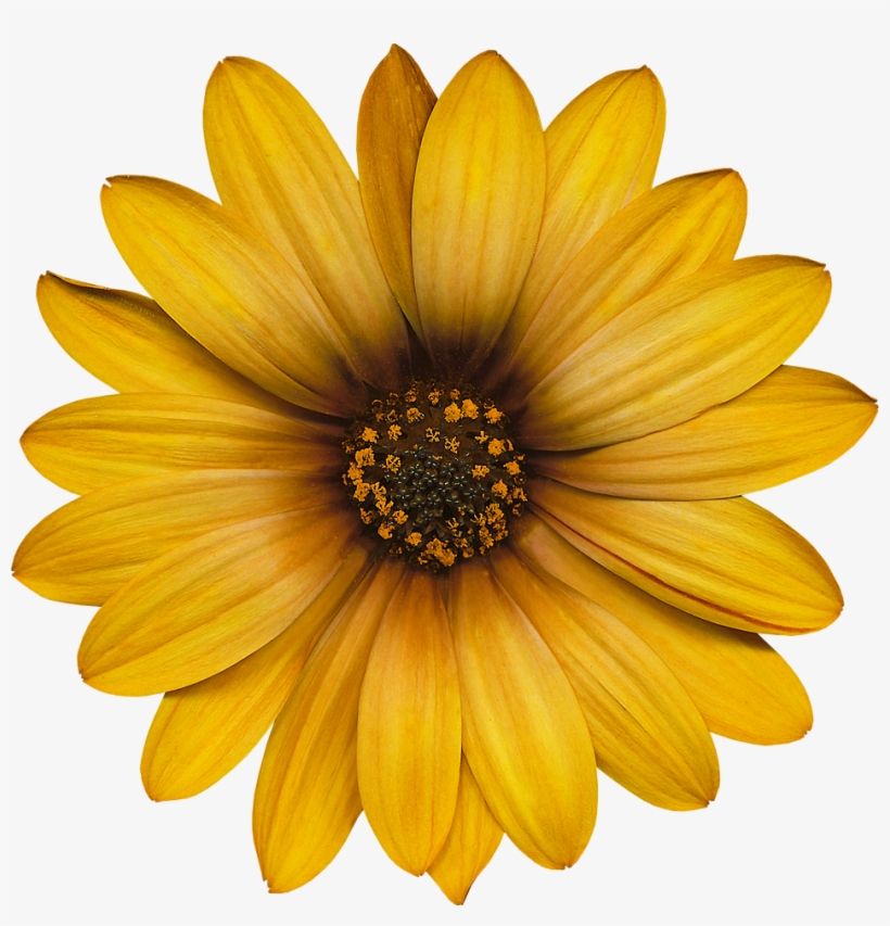 In Flowers Collection - Cartoon Pictures Of Sunflowers, transparent png #5466961