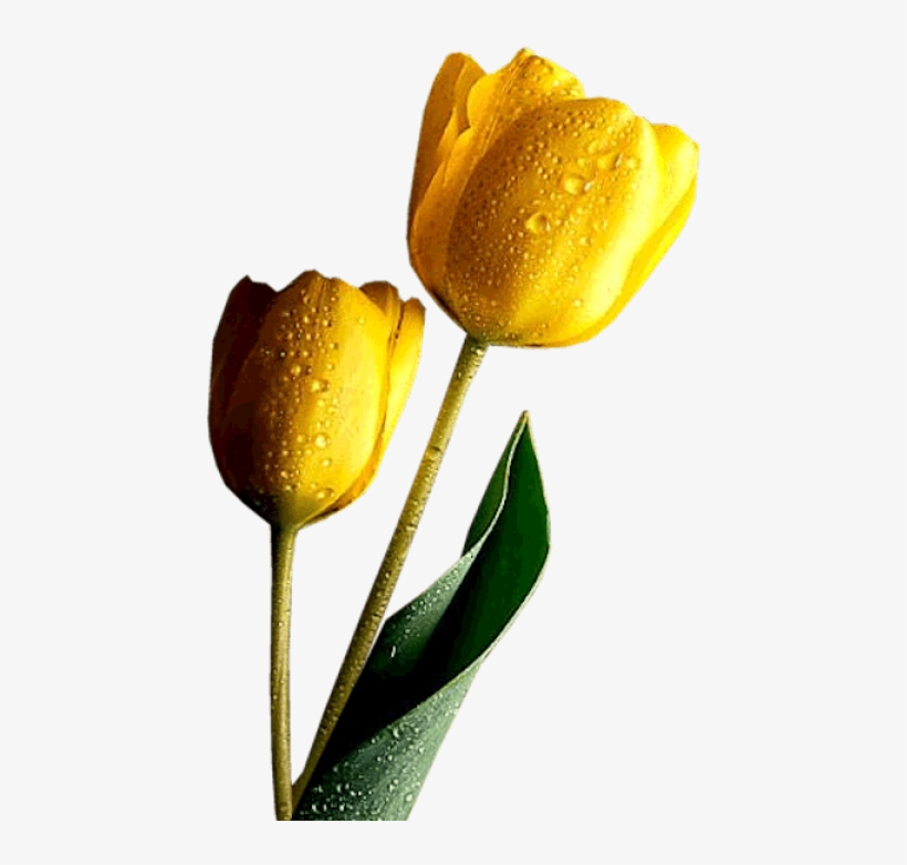 Free Png Yellow Tulips Png Images Transparent - Faith Divine Inspiration And Prayers, transparent png #5467026