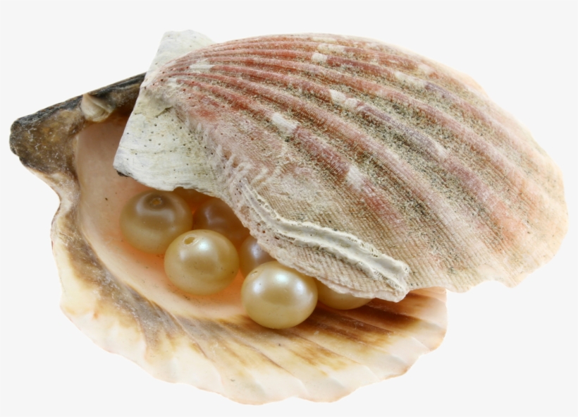 Seashell Png Images Free Download - Ракушки На Прозрачном Фоне, transparent png #5467557