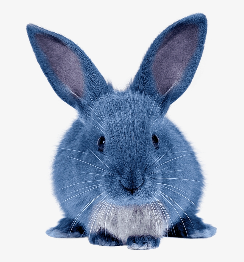 Iscream Team • Blue Bunny - Blue Bunny Ice Cream Blu, transparent png #5468919