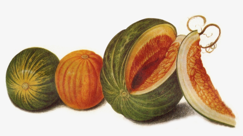 Hand Drawn Big Pumpkin - Fruit, transparent png #5469303