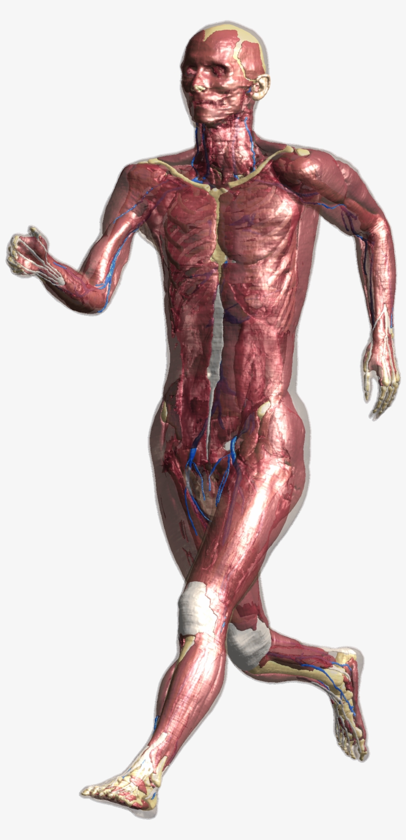 Duke Cv3 - 1 - - Male, transparent png #5472170