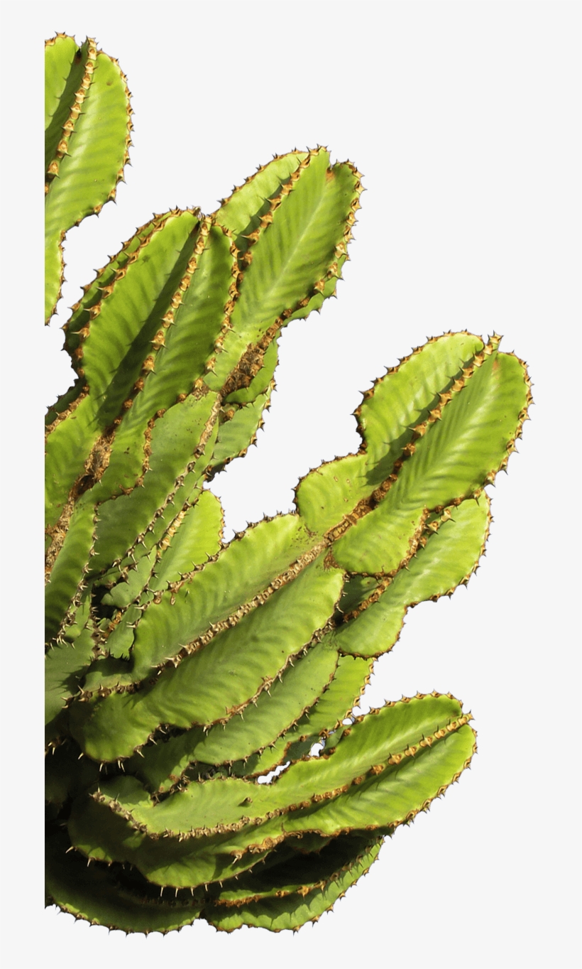 Cactus Bison Skull, transparent png #5472663