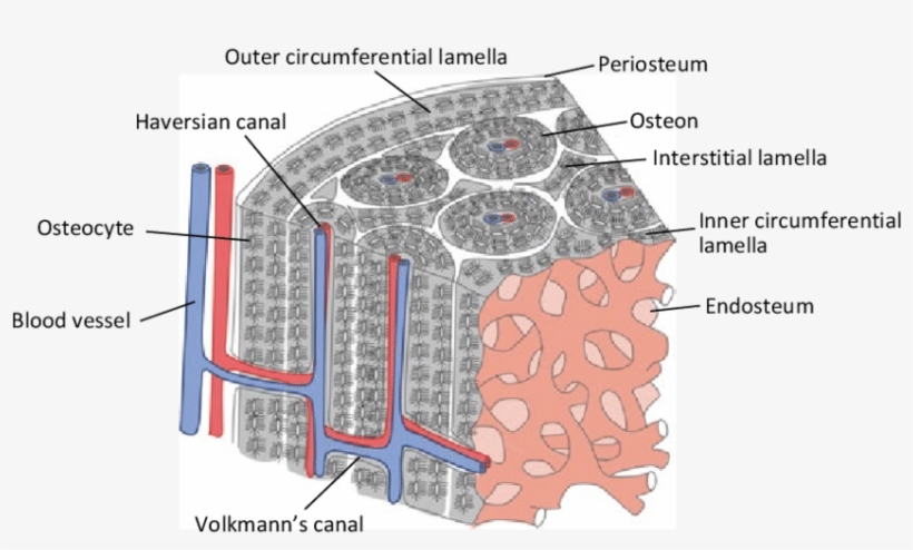 3 Schematic Illustration Of The Basic Microstructure - Microstructure Of The Bone, transparent png #5474112