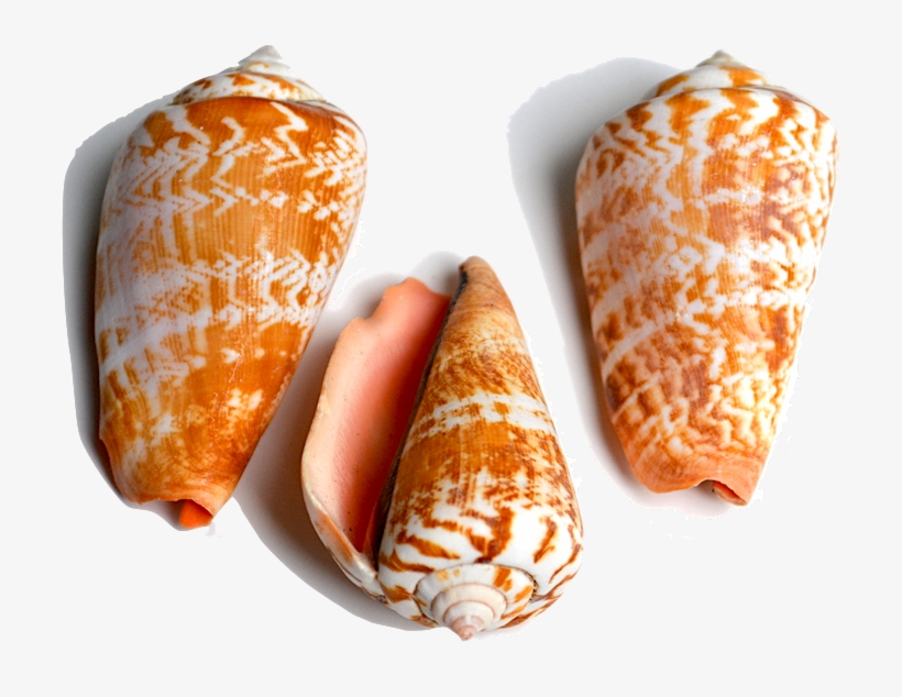 All Animals In This Family Have Shells That Are Conical, transparent png #5474459