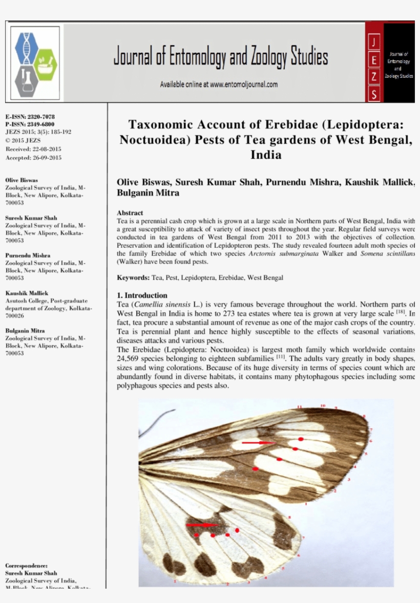 Characteristic Wings Of An Erebid Moth, transparent png #5474591