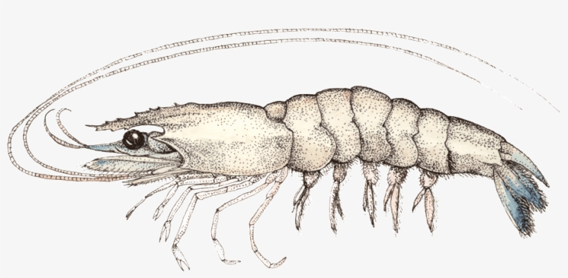 Yellowleg-shrimp - /m/02csf, transparent png #5474656