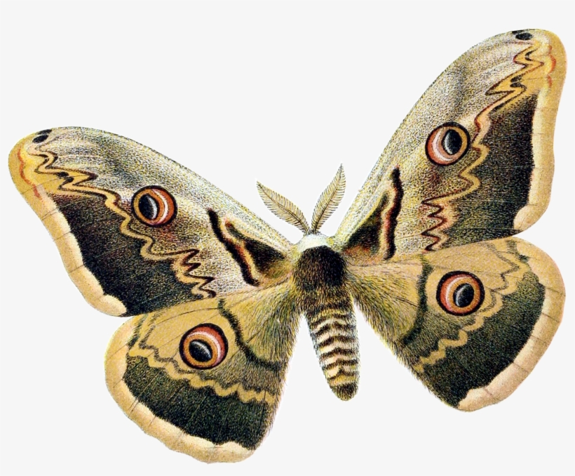 Saturnia Pyri - Moth Png, transparent png #5474659