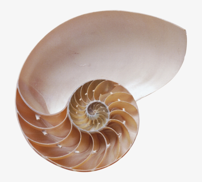 Seashell Png - Free Transparent PNG Download - PNGkey