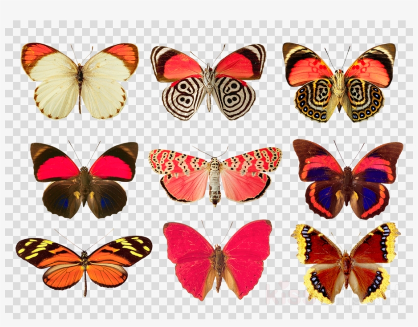 Butterfly 5'x7'area Rug Clipart Monarch Butterfly Karner, transparent png #5475427