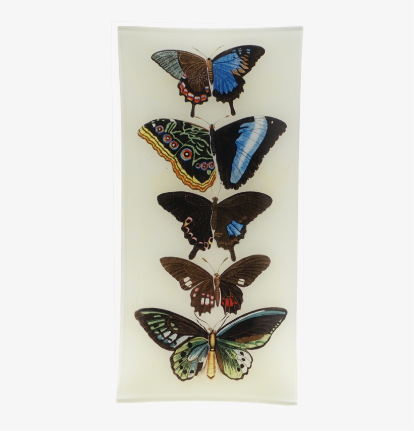 French Butterflies Nature Chart Vintage Style Poster, transparent png #5475491