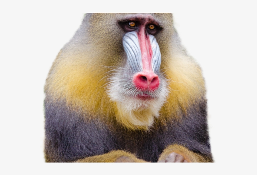Monkey Png Transparent Images - Mandrill, transparent png #5479430