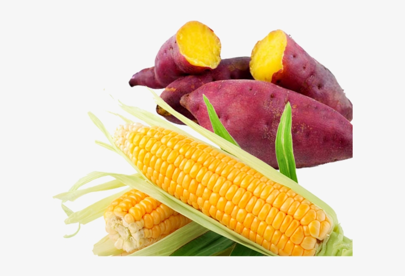 Mukono Farmers Earning Millions With New Cassava Variety - Japanese Sweet Potato Png, transparent png #5479992