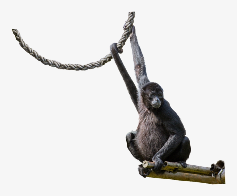 Spider Monkey Png - Prehensile Tail, transparent png #5480053