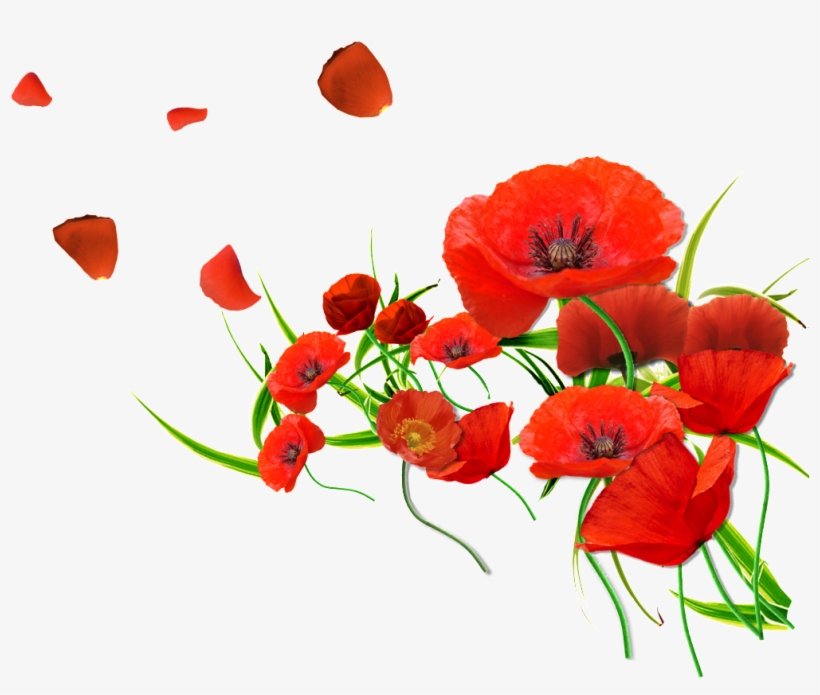Red Petals Are Beautiful And Warm, transparent png #5483447