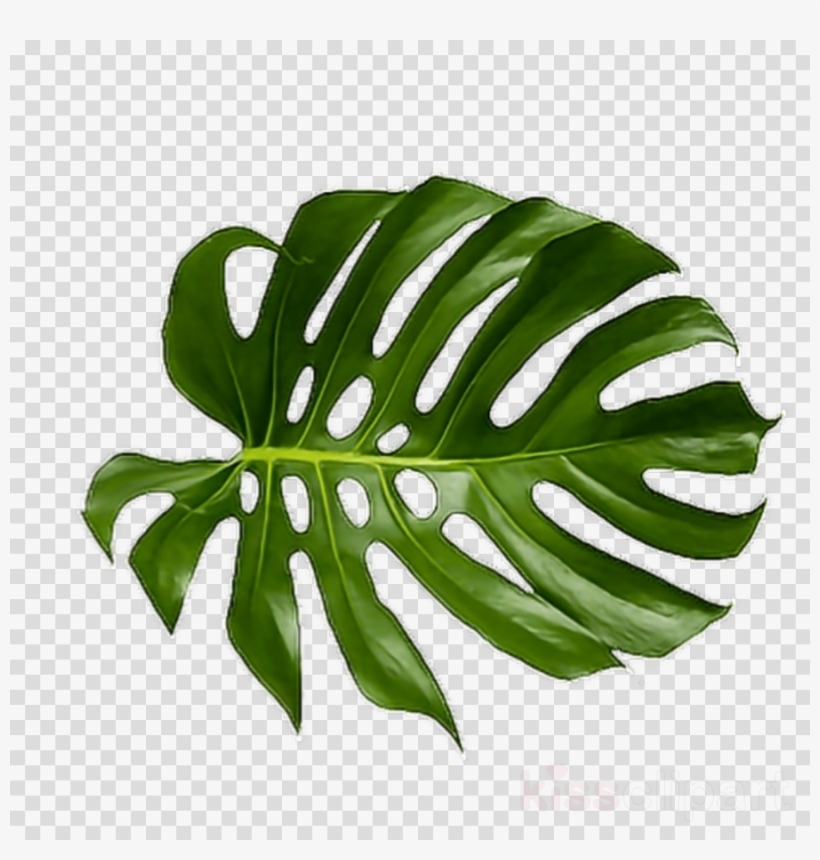 Tropical Leaf Png Clipart Palm Trees Leaf Clip Art - Tropical Palm Leaf ...