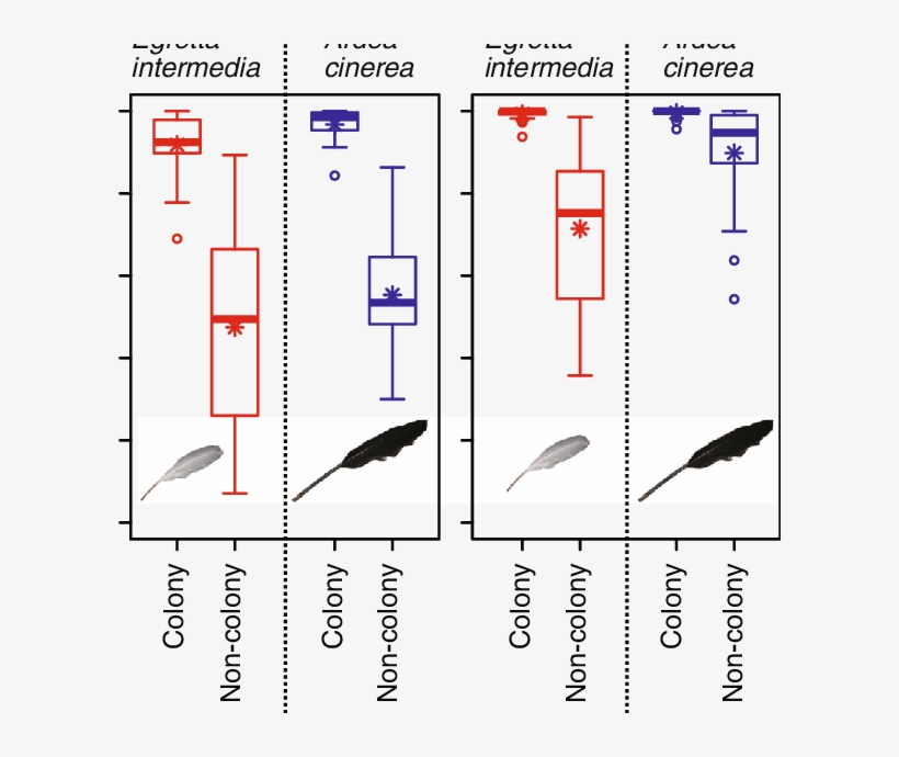Boxplots Of Decomposition Rates Of Egretta Intermedia - Grey Heron, transparent png #5484948