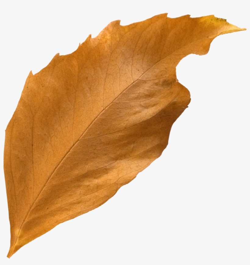 Curled Fall Leaf - Leaf, transparent png #5486403