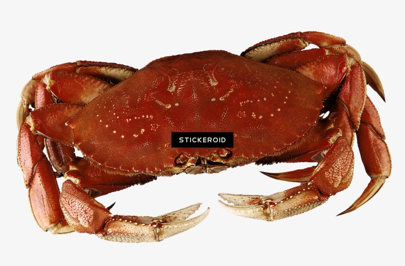 Crab - Dungeness Crab, transparent png #5490882