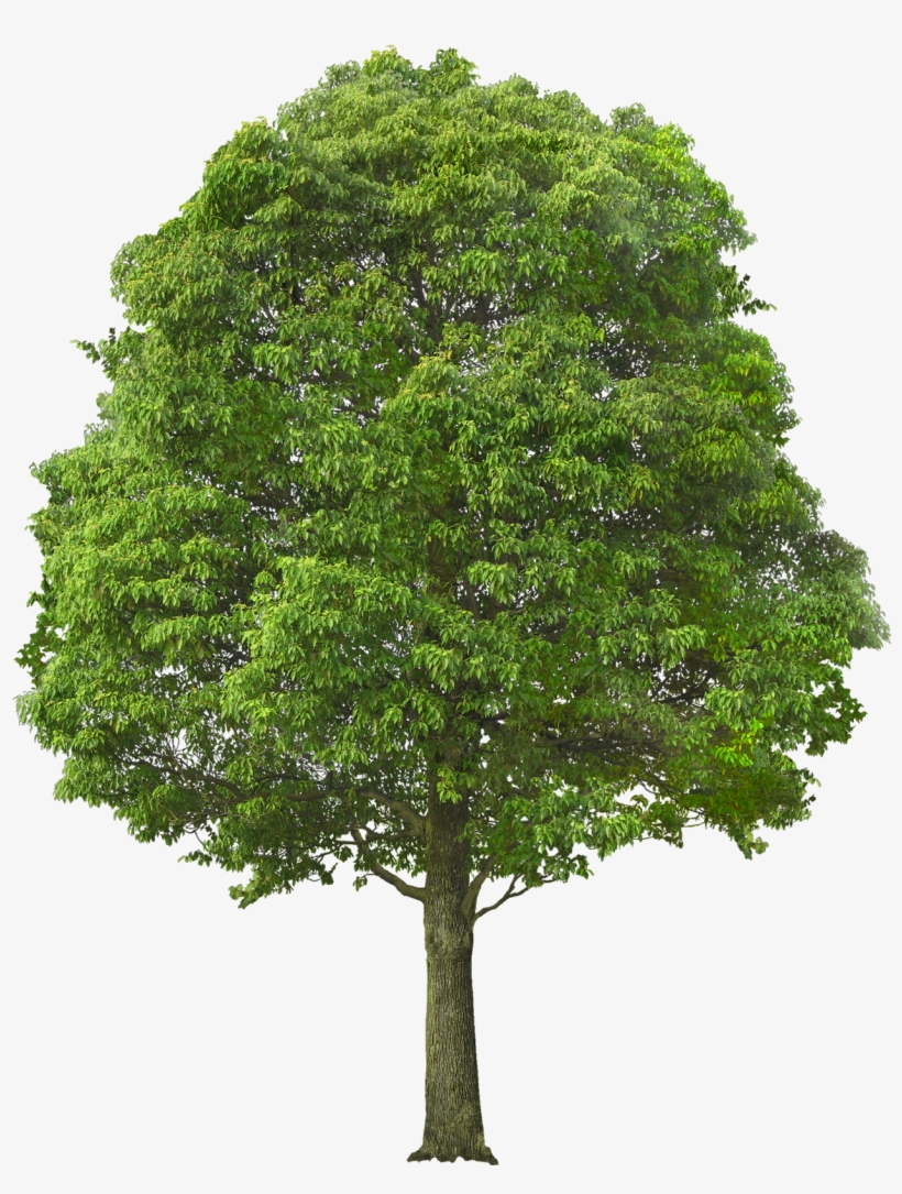 Publicado Por Maric En - Tree Bushes Png, transparent png #5492920