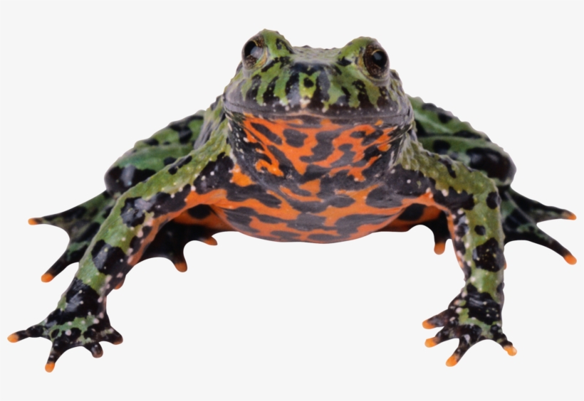 Frog Png, Download Png Image With Transparent Background, - Zwierzęta Świata Płazy I Gady Ibis, transparent png #5494557