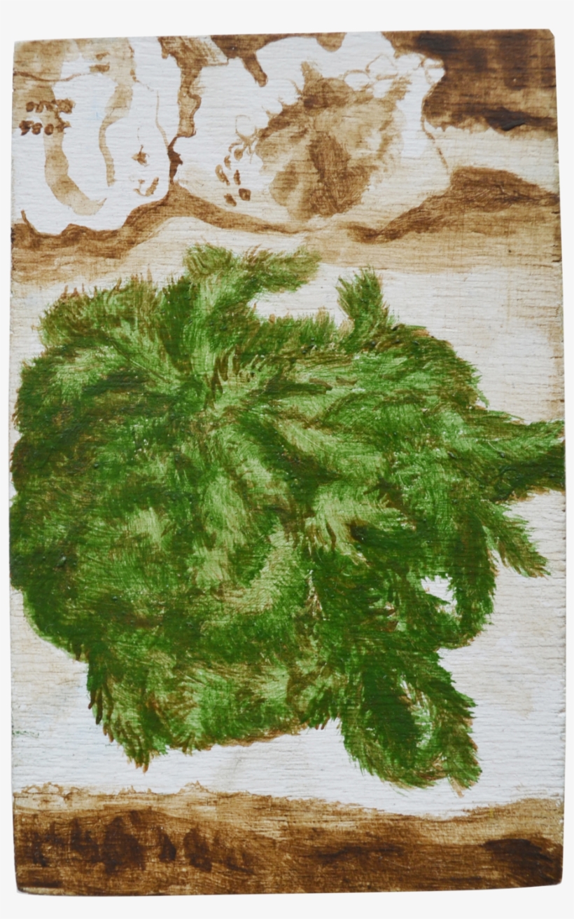 Moss, transparent png #5494899