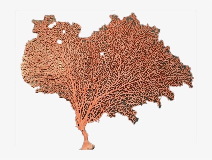 Sold Times - Sea, transparent png #5497026