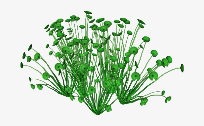 Sea Plants, transparent png #5497091