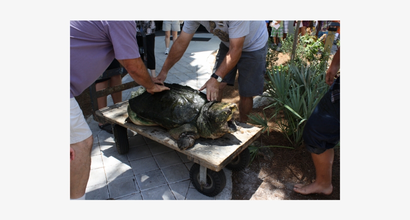 Clip Art News Tonca, The Museum Of Science & History's, transparent png #5497671